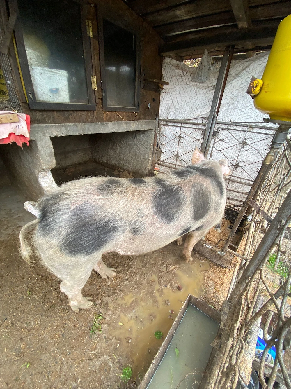 Vind vier aproximativ 140 kg