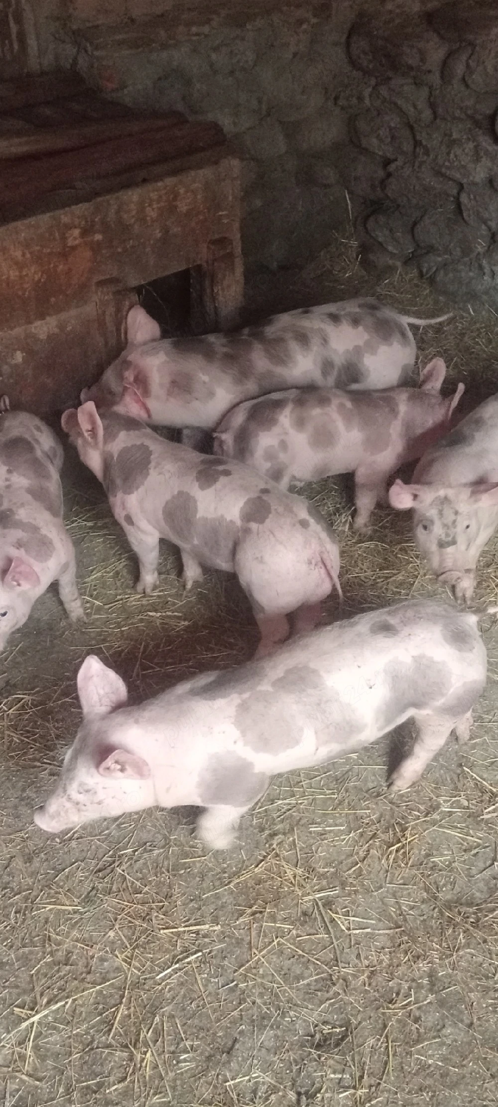 Șoldani Pietrain,10 SĂPTĂMÂNI 