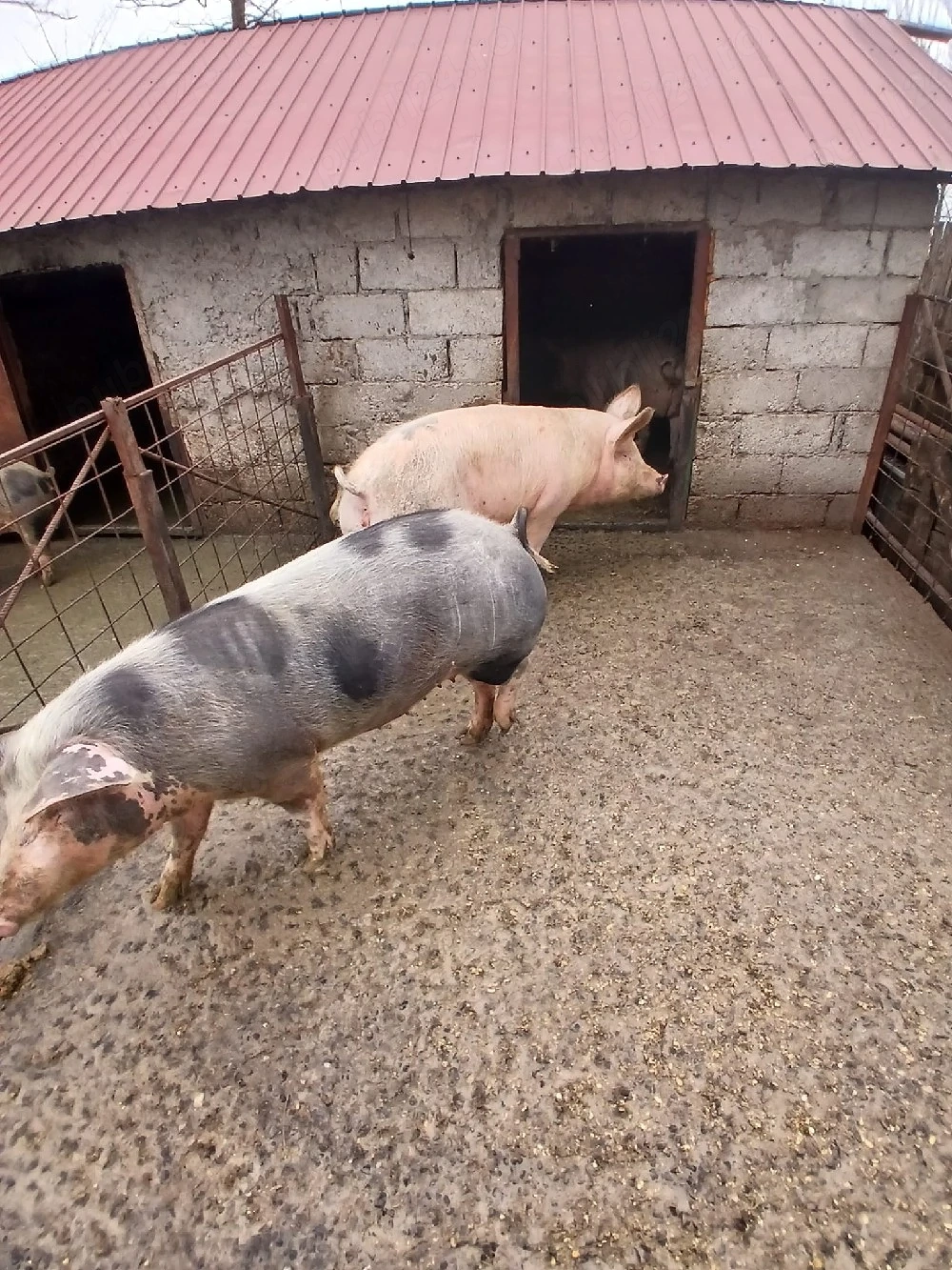Porci de vânzare 