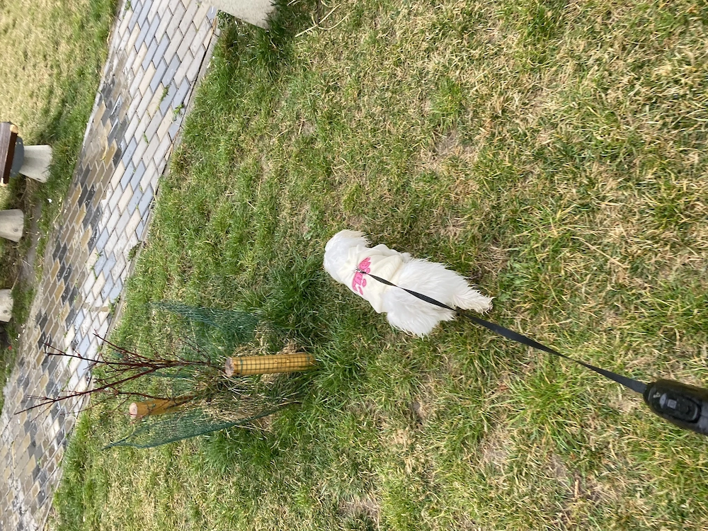 Bichon maltez 7luni de vânzare 