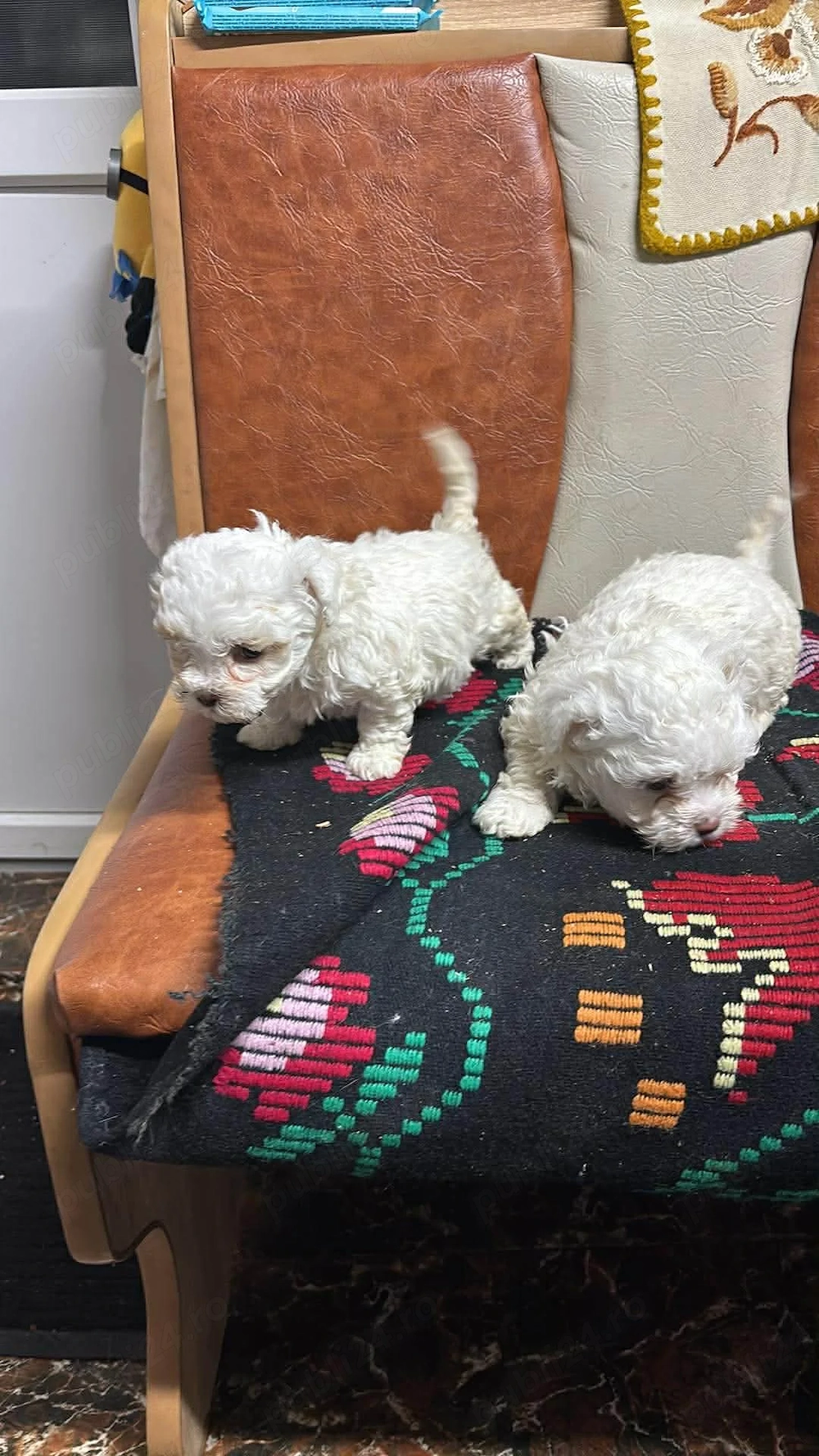 Vand bictsoni maltezi sunt de șapte săptămâni mai sunt disponibili trei bucăți două fetițe și-i un b