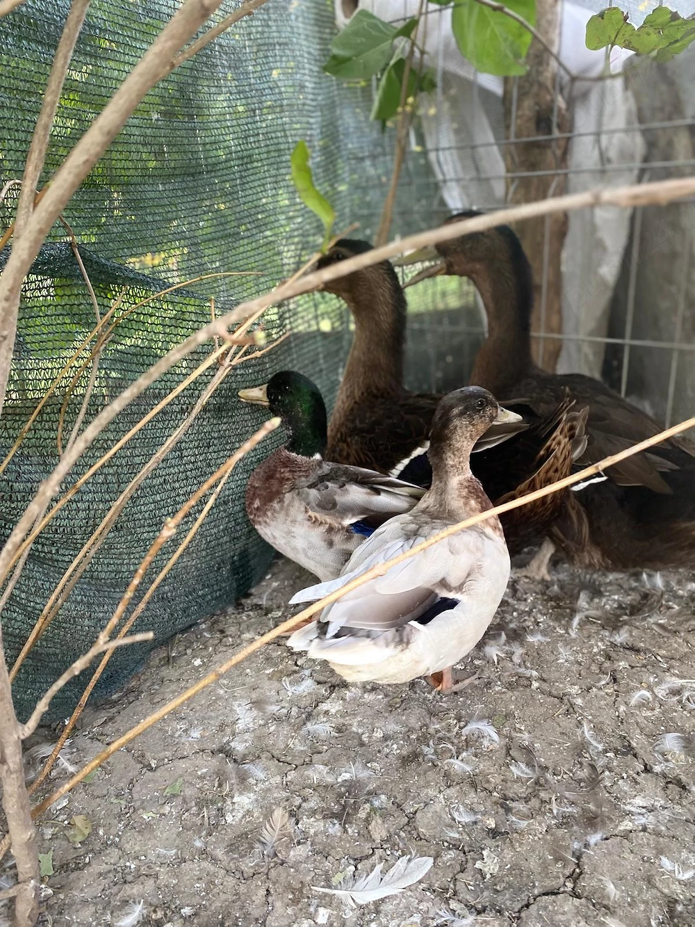 Vând rațe Rowen si Pitice Olandeze