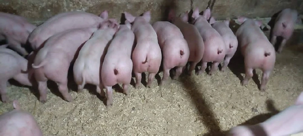 vand porci rasa de carne