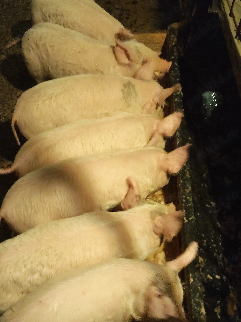 De vânzare purcei rasa petrean cu duro 6 săptămâni 