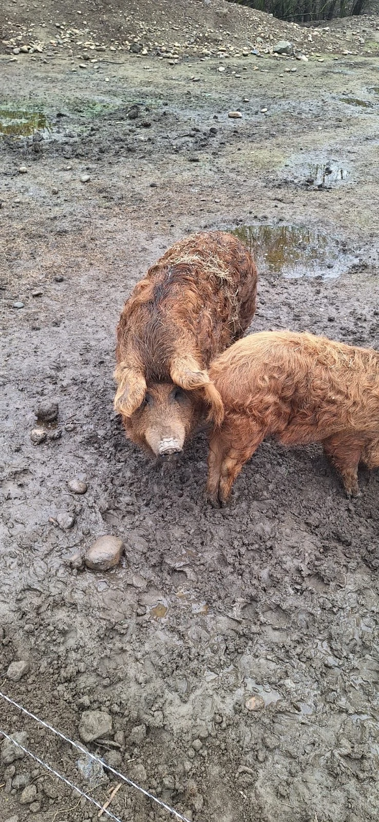 Scroafa si porc mangalița de vanzare 