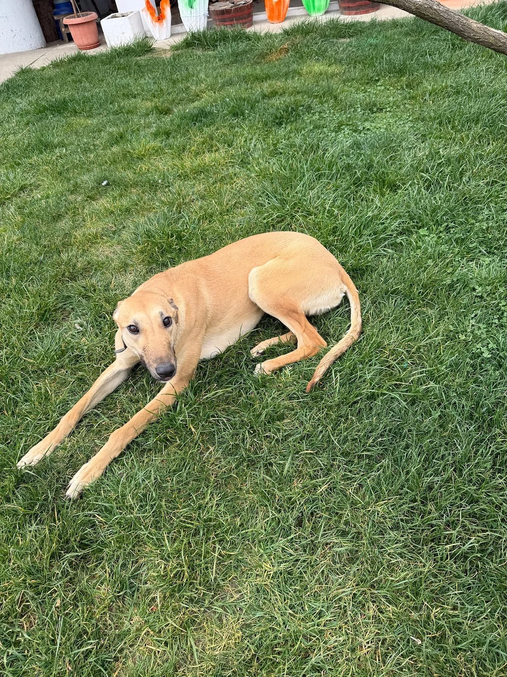 Ogar de vânzare, femela