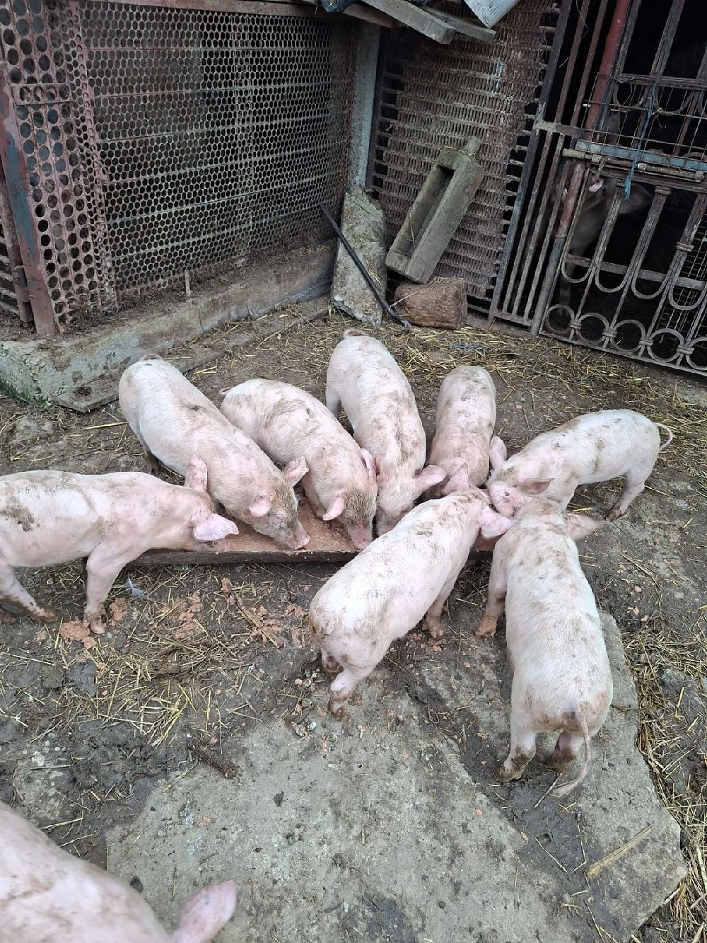 Vand grasuni landras