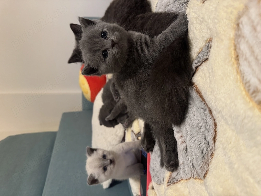 Pui British Shorthair premium   educați la litieră, disponibili