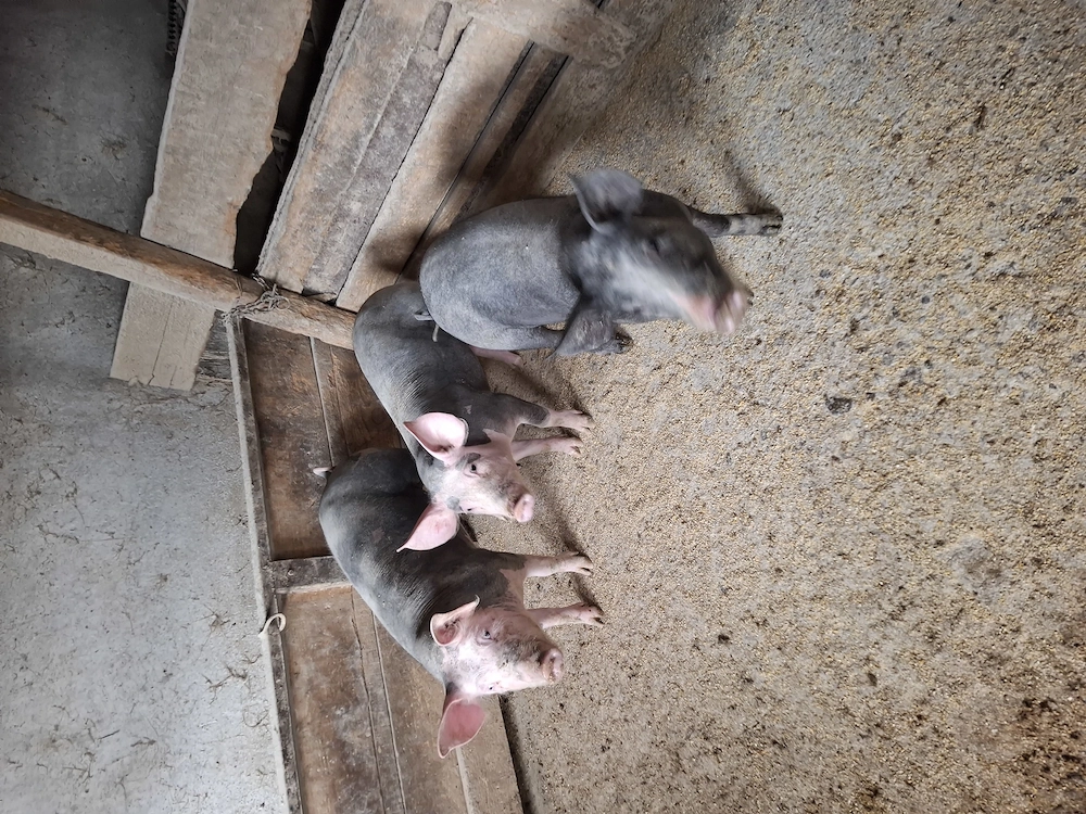 Vând soldani castrați și deparazitați 