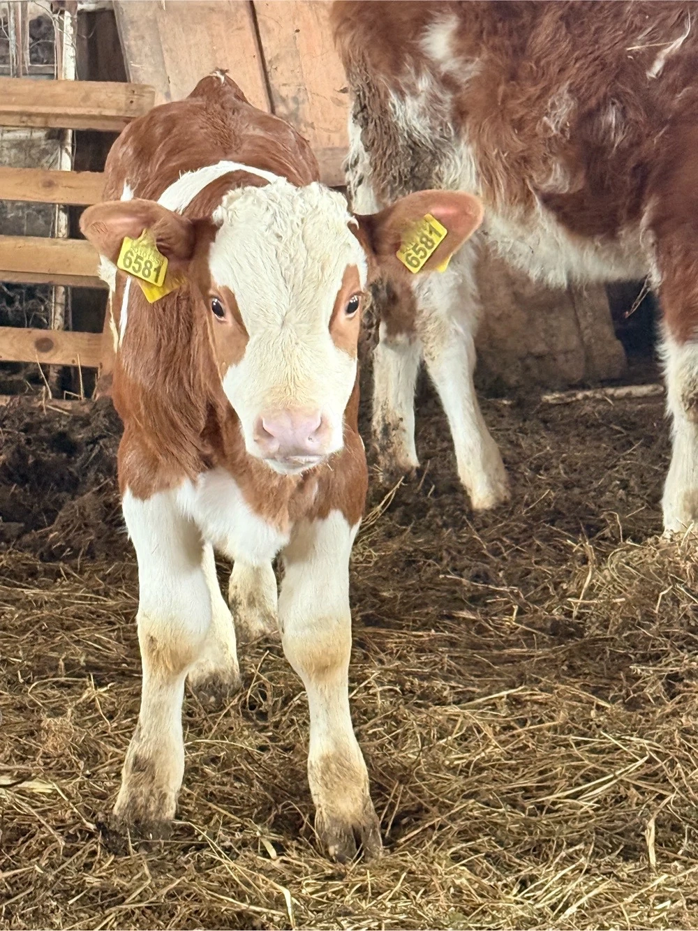 Vând vițel bălțat