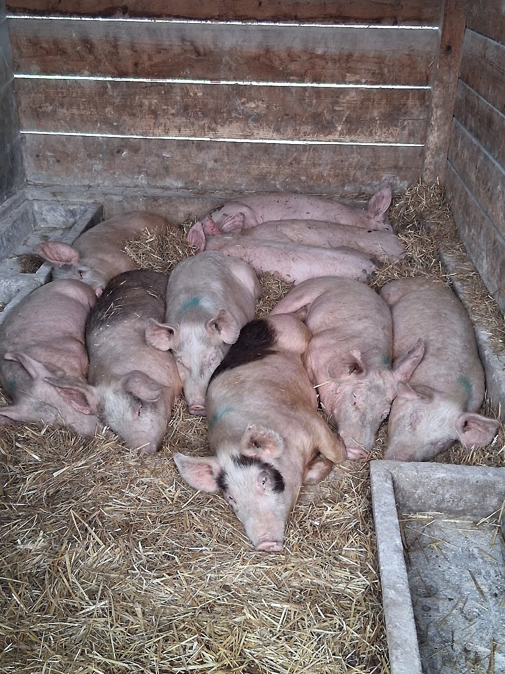 vând soldani ,medie  45 kg (masculi castraţi)
