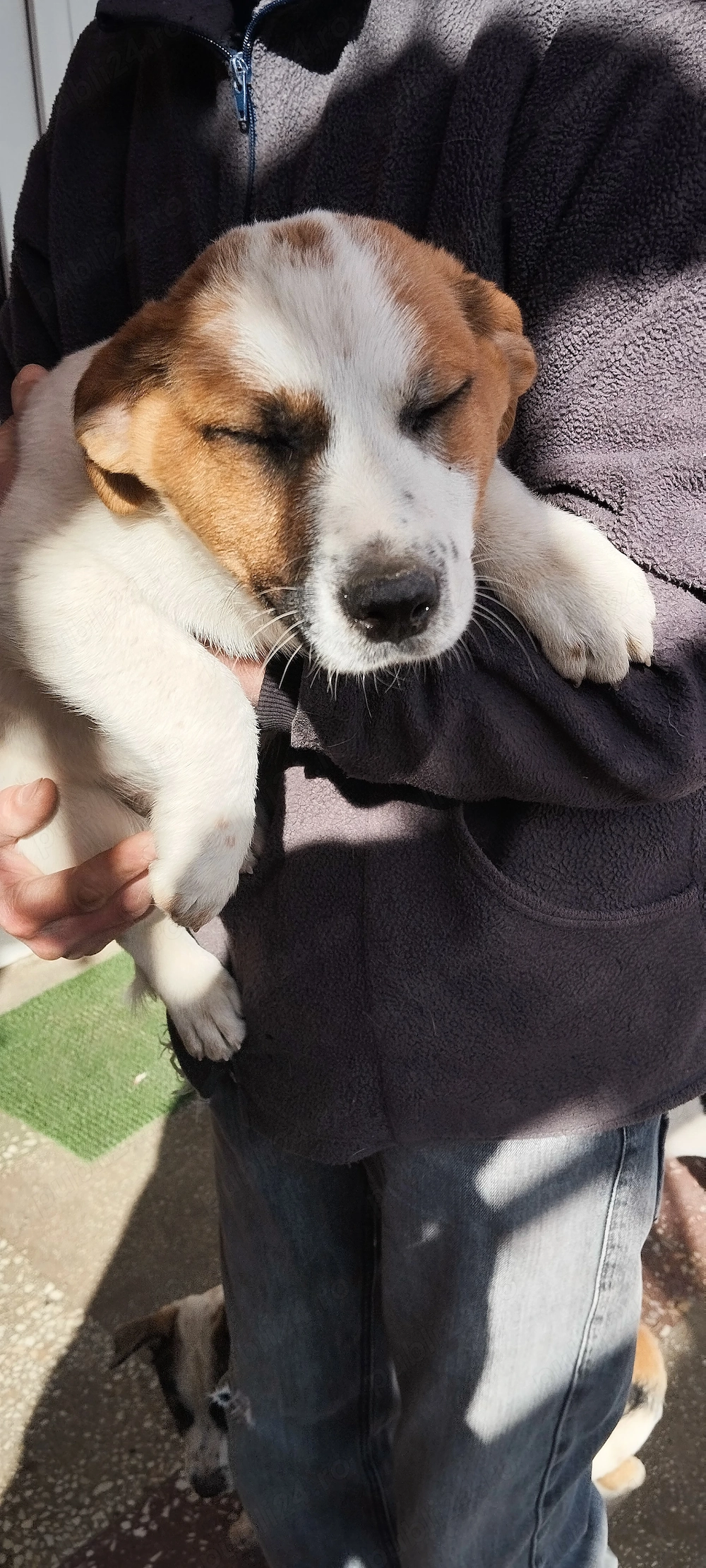 vand catei jack russel