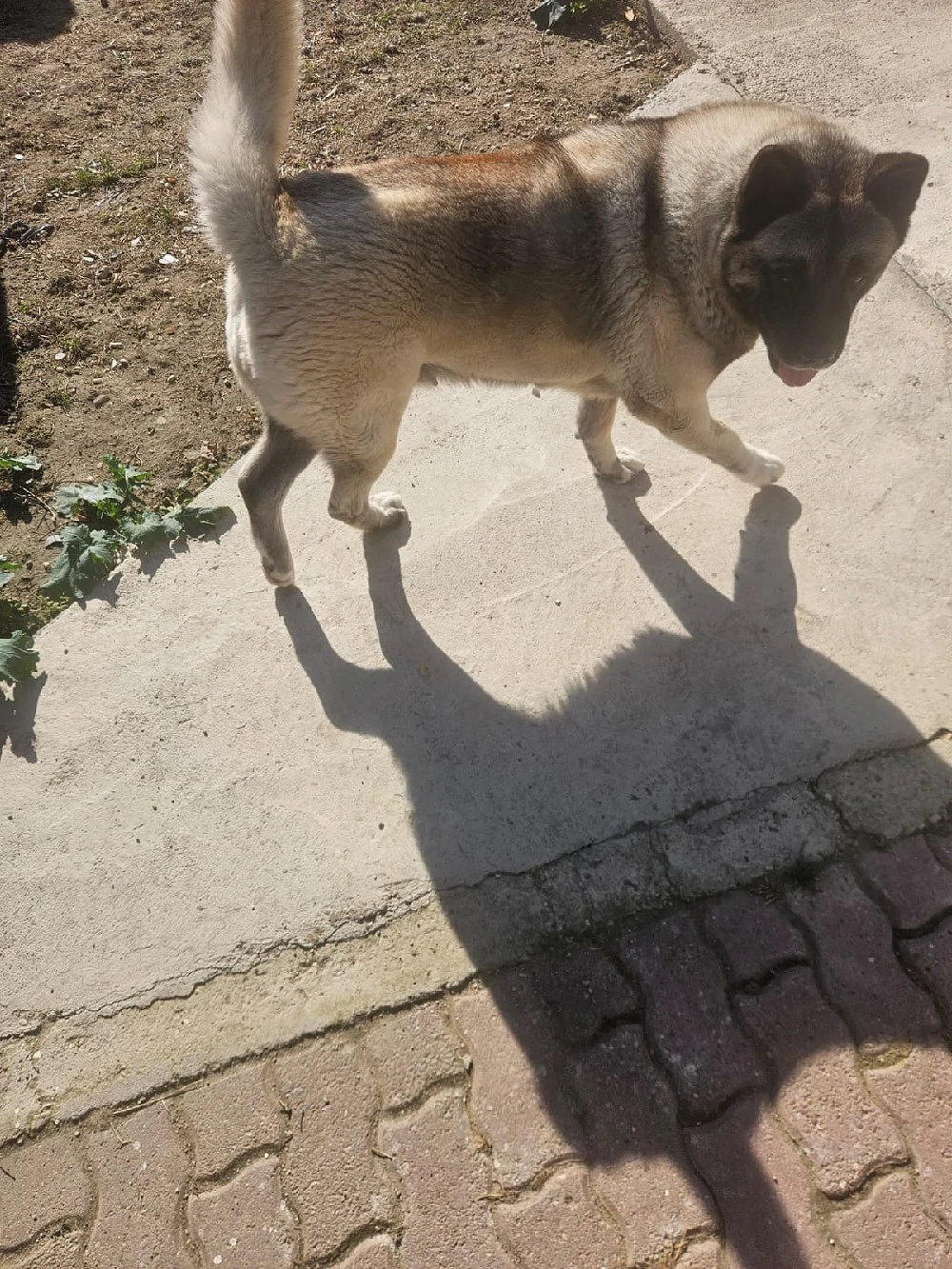 Ofer spre adopție femela Akita inu