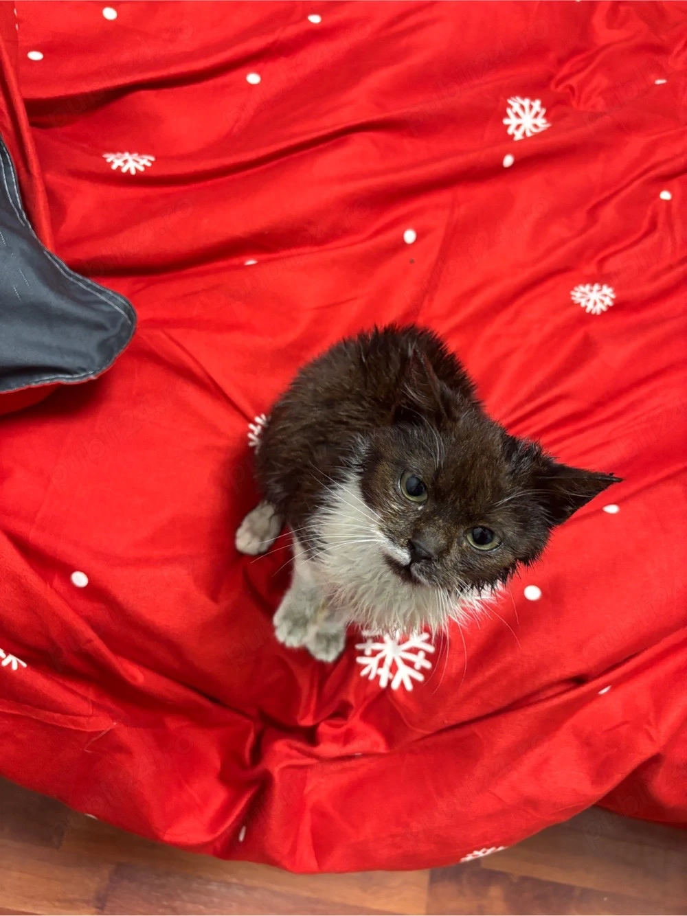 dau pisica spre adoptie 