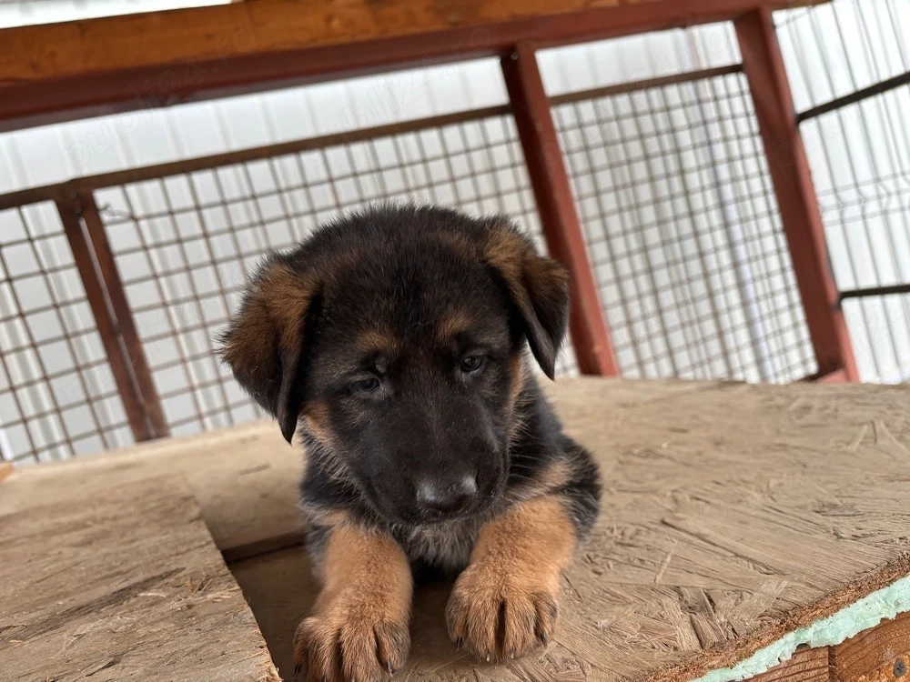 catelusi ciobanesc german 