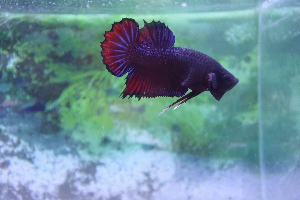 Masculi Betta pachet 