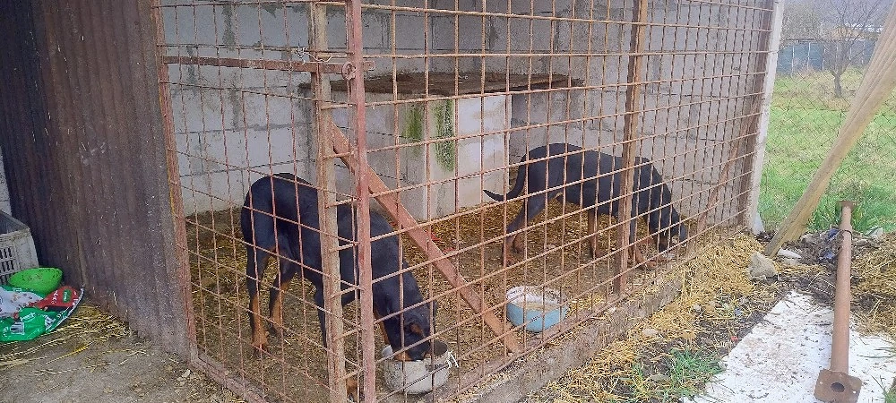 Pereche doberman picher 