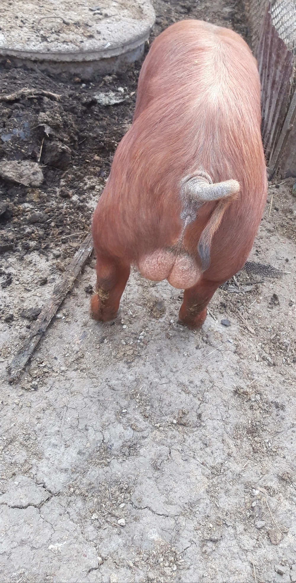 Vând vier durok original 