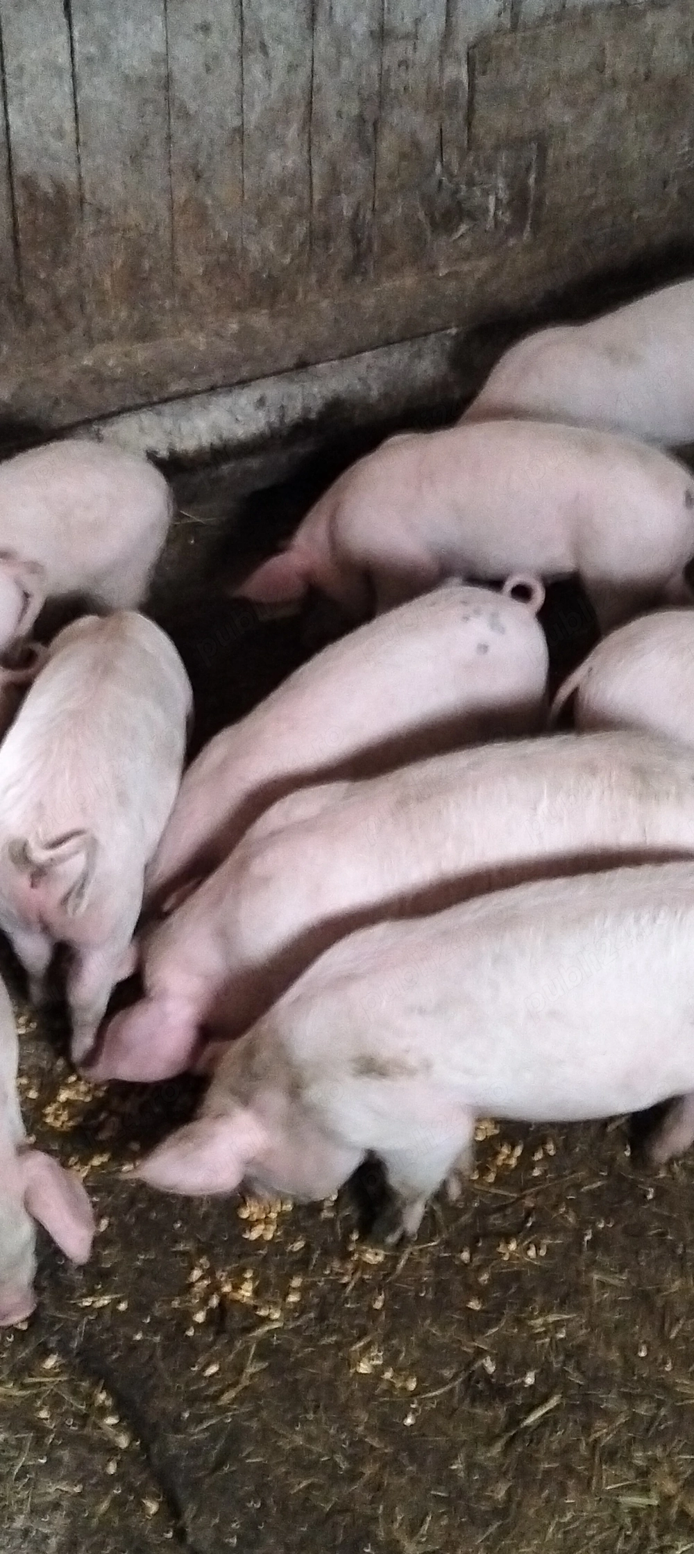 Purcei de 10 săptămâni 