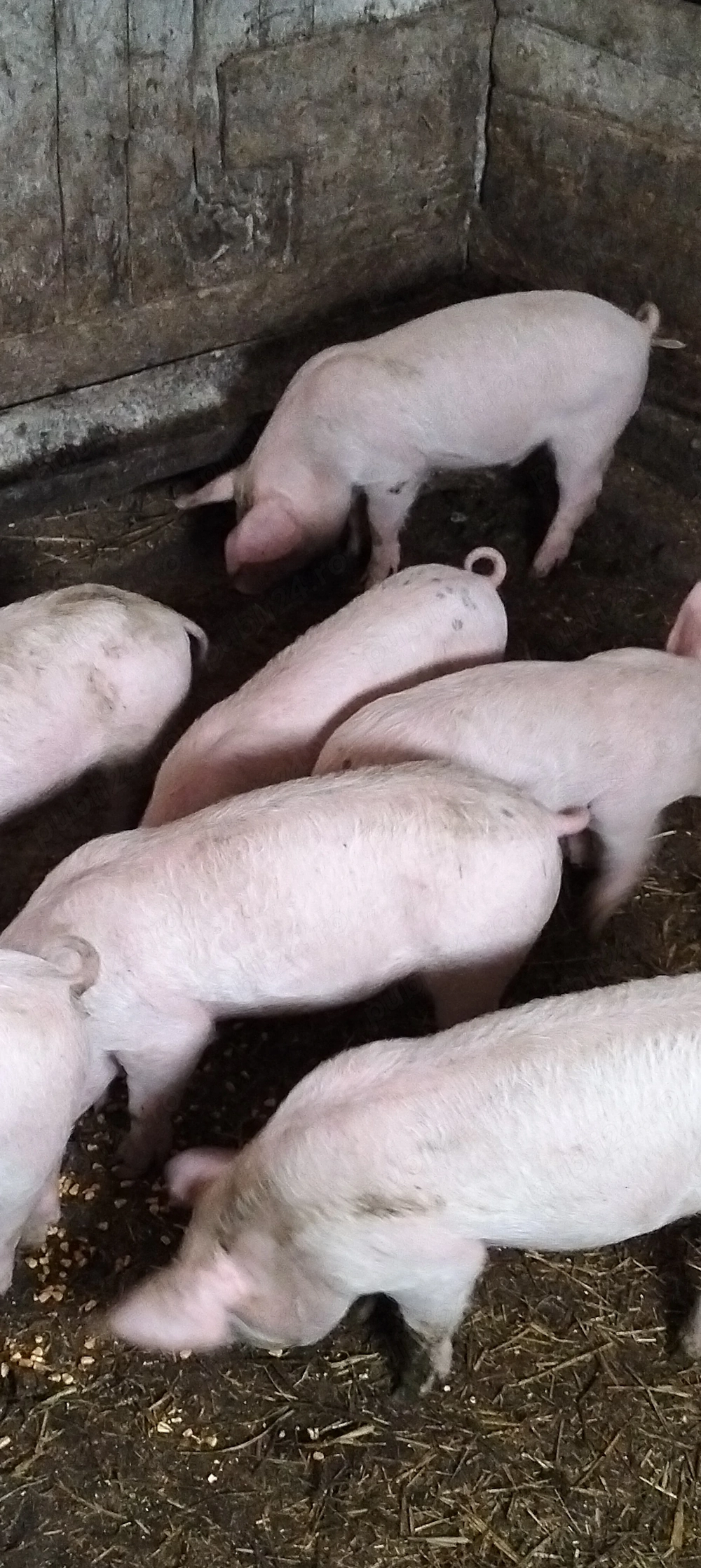 Purcei de 10 săptămâni 