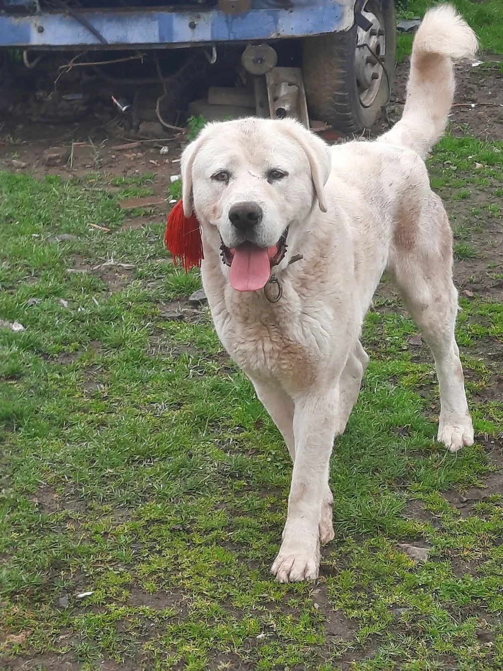 mascul de vz cu pedigri