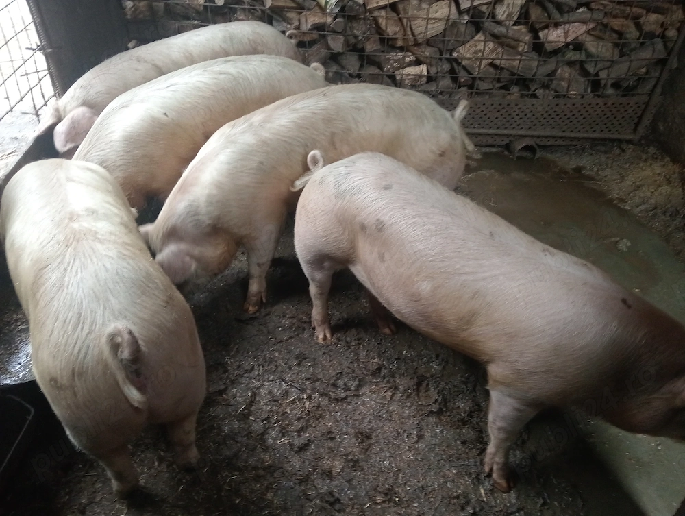 Vînd porci crescuți în gospodăriea proprie 