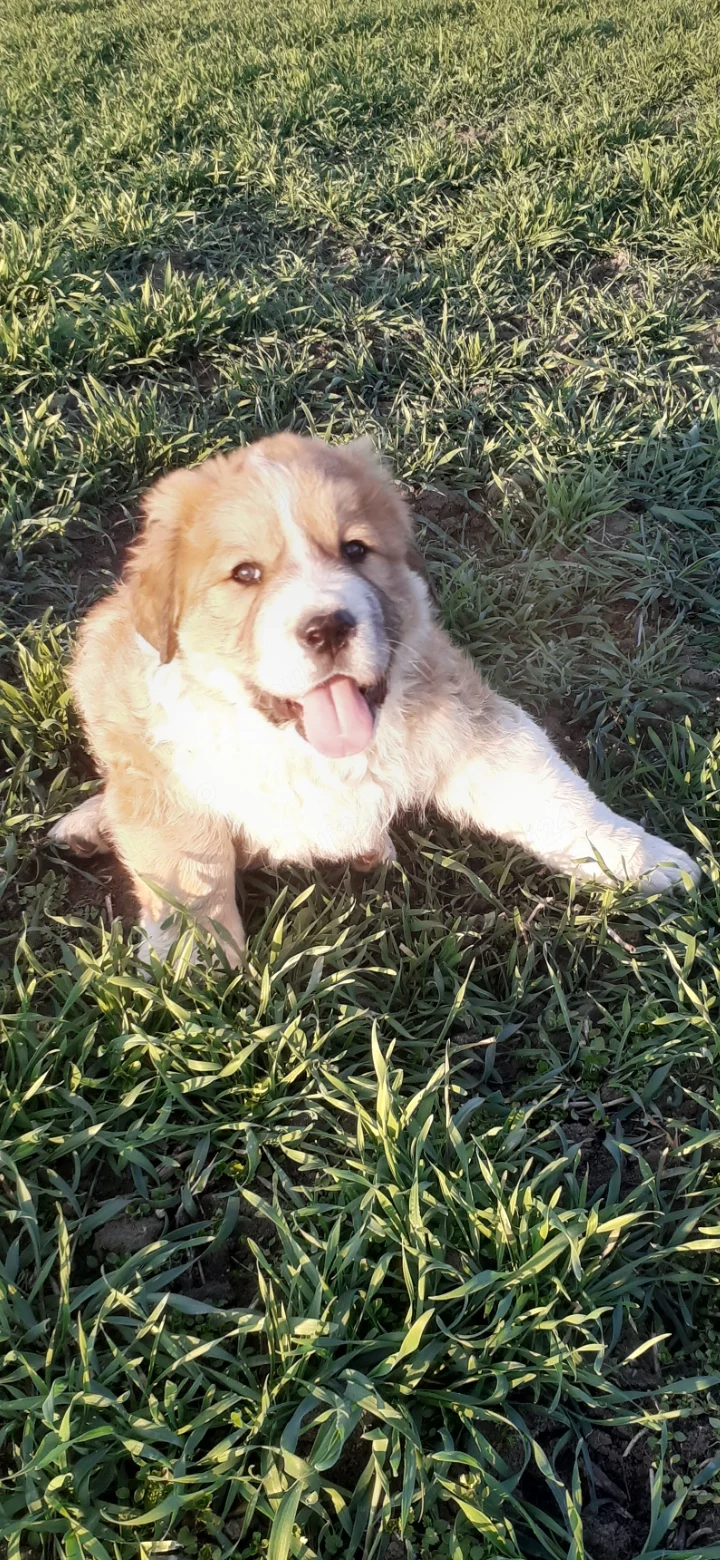 Mascul ciobanesc de asia centrala