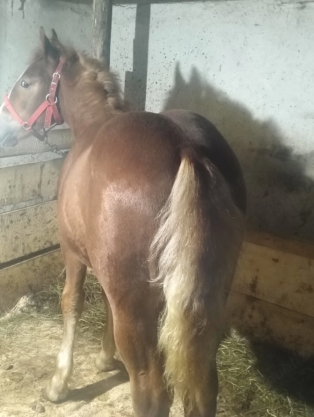 de vânzare mânz de 6 luni 