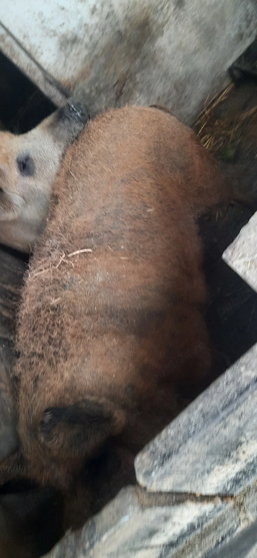 vând purcea Mangalița