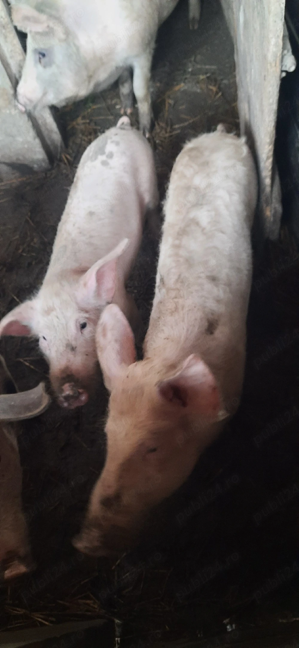 vand purcei marele alb.