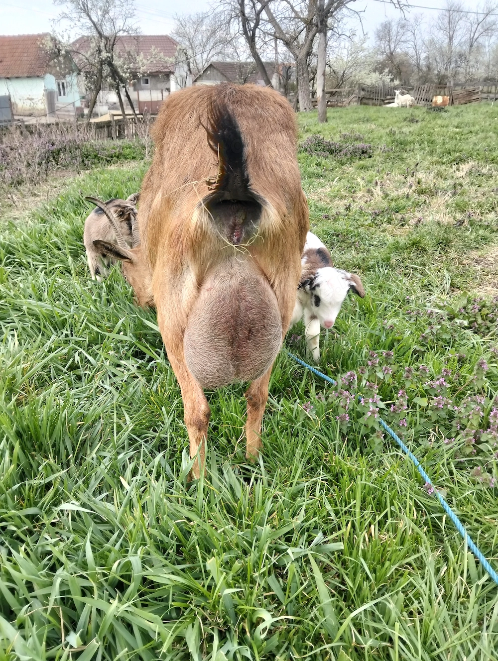 De vânzare capră Alpina franceza cu doi iezi 