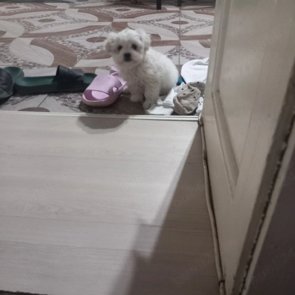 De vânzare bison maltez baietel 