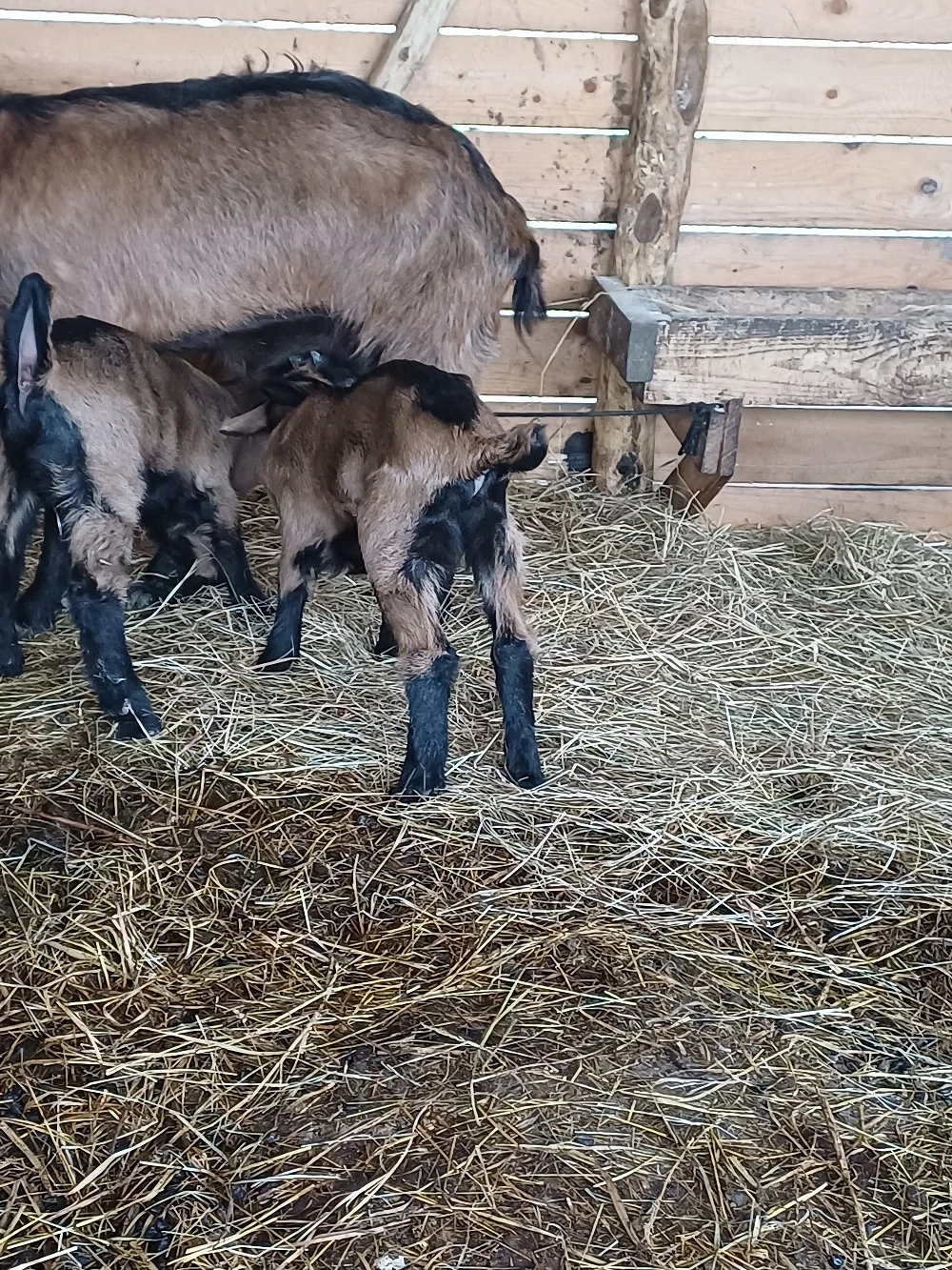 Vând 2 iezi alpini francezi !