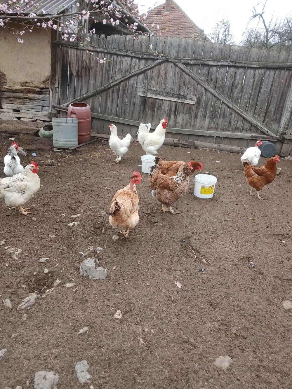 Vand găini si cocos