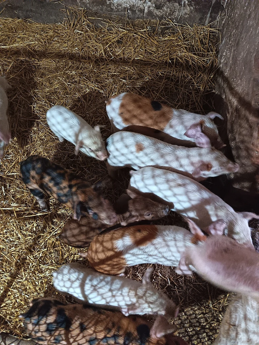 vând purcei de carne 