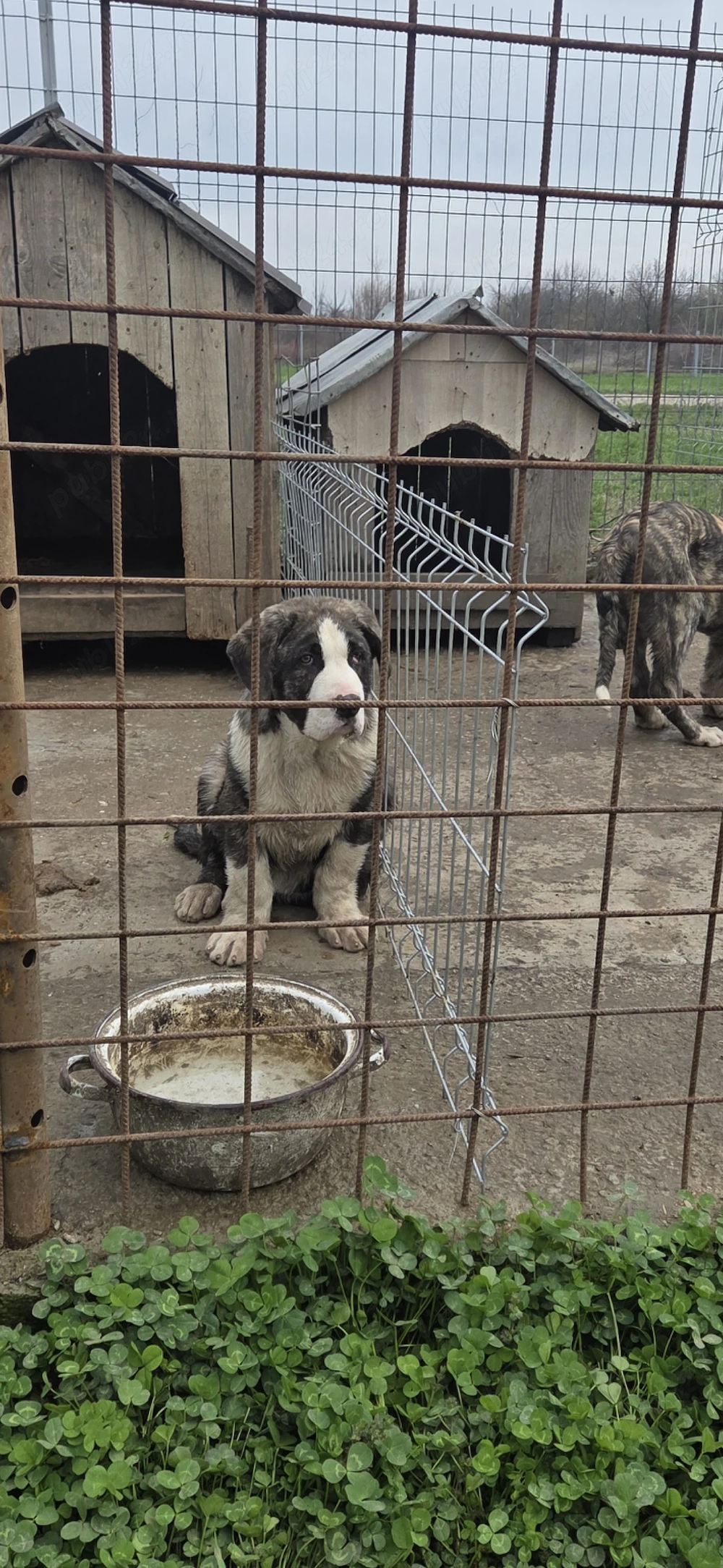 Femela ciobanesc asia centrala