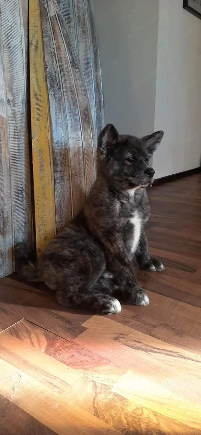 Femela Akita Inu