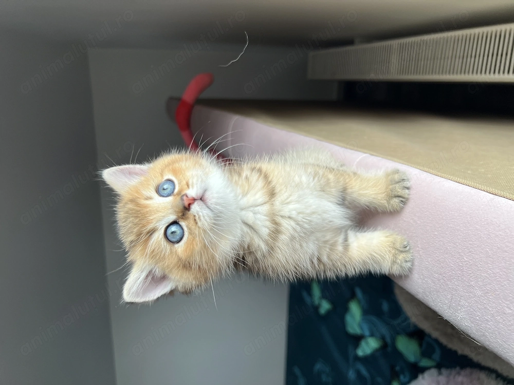 British Shorthair Golden mascul