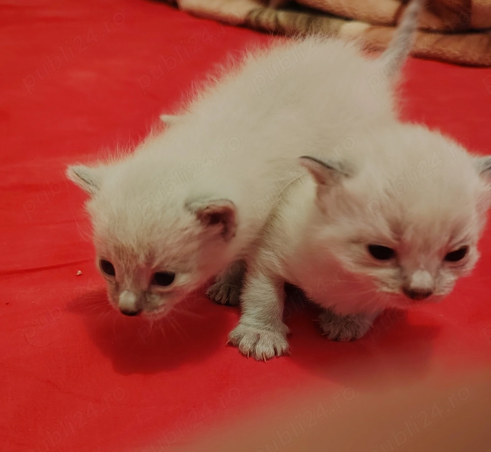 Puiuți minunnați  Ragdoll 