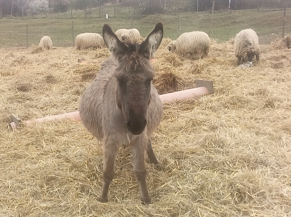 Măgarița gestantă de vânzare 