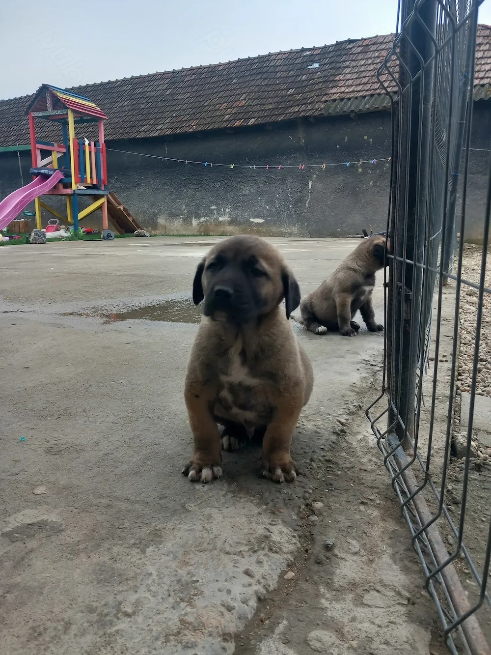 Catei originali kangal 