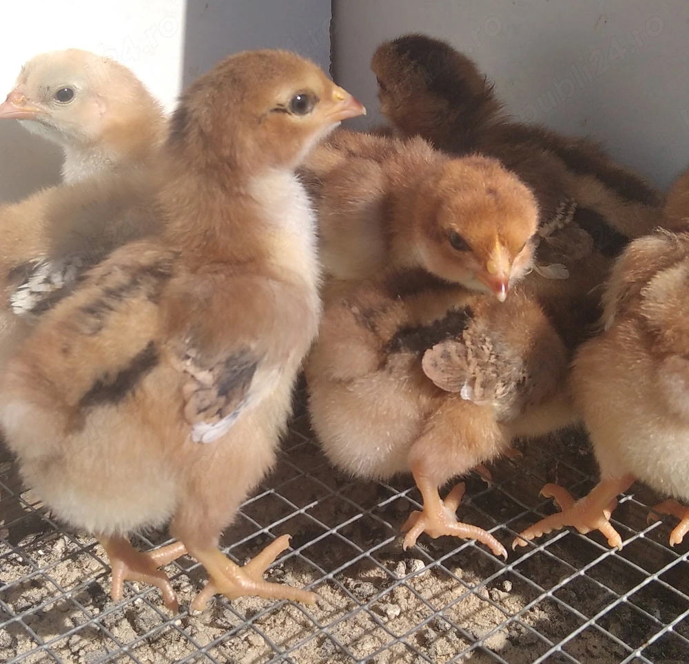 18 pui de gaina:2Plymouth RB;10La Bresse;6Sussex Portelan