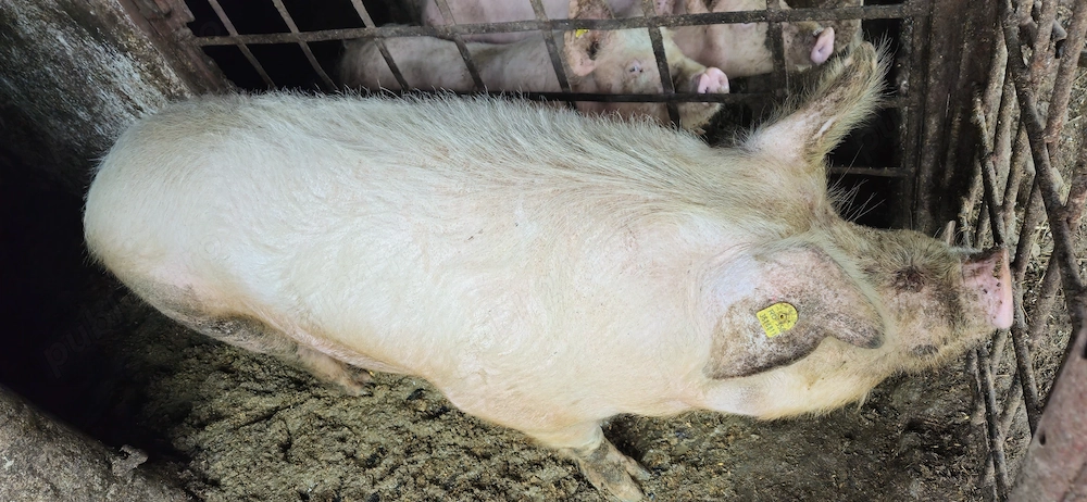 Carne de porc Oradea