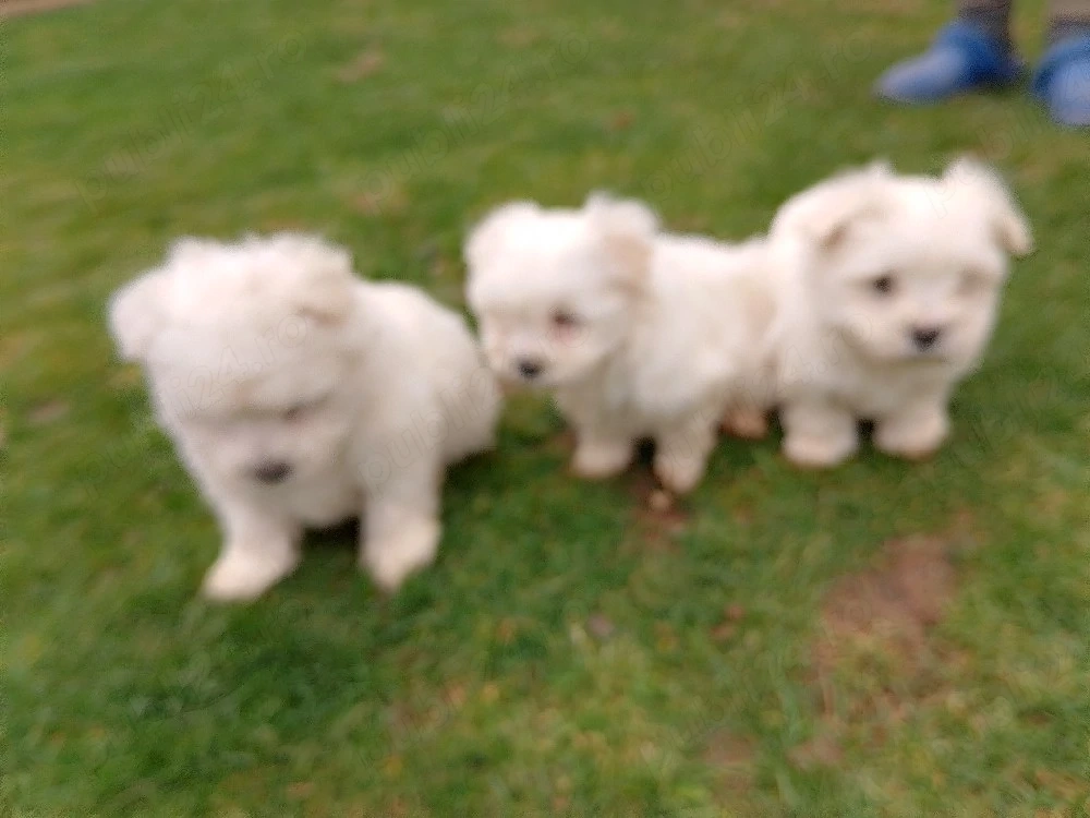 vând căței bichon