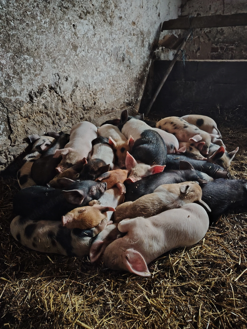 Vând purcei de 9 săptămâni 