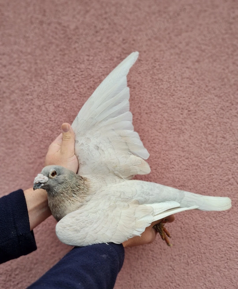 Porumbei voiajori culori rare 