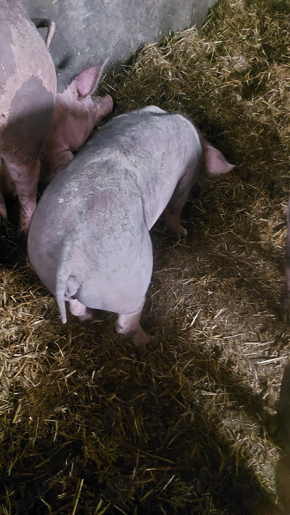 vand sau schimb 2 scrofite 