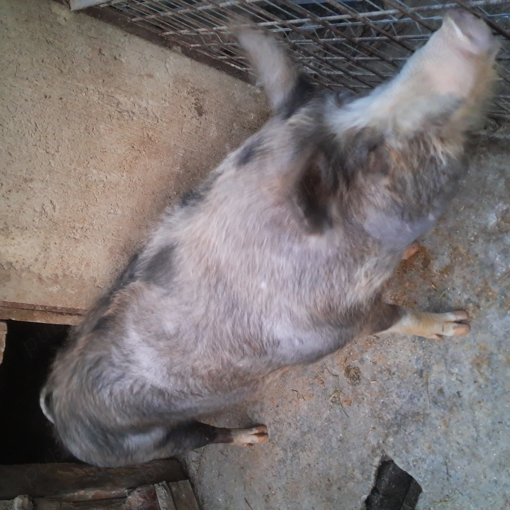 Vand porci rasa carne.