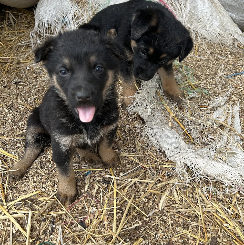 Vand pui catei ciobanesc german