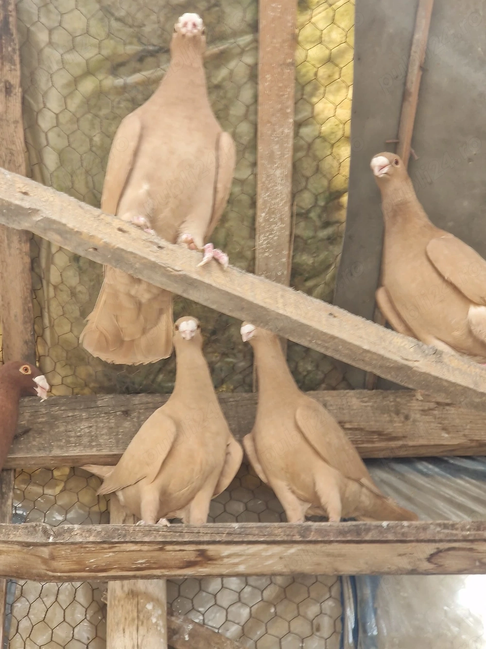 Vând porumbei roșii și galbeni